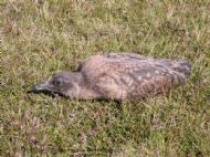 Young Great Skua, Stercorarius skua.